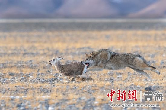 圖為(wei) 獲獎作品。同海元供圖