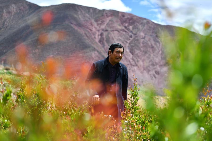 （西藏昌都解放70周年·圖文互動）（1）“我有一個植樹夢”——紮西旺堆和他的“綠色家園”