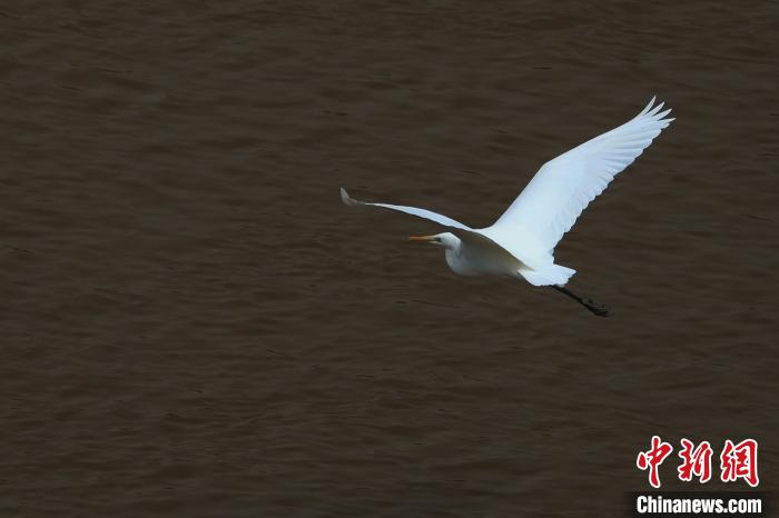 青海“母親(qin) 河”湟水水質改善引鷺鳥嬉戲