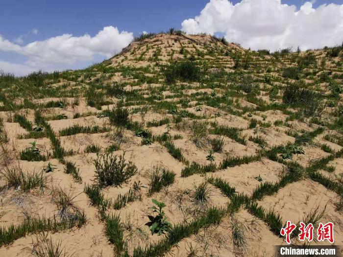 青海湖流域沙化土地綜合治理技術集成示範