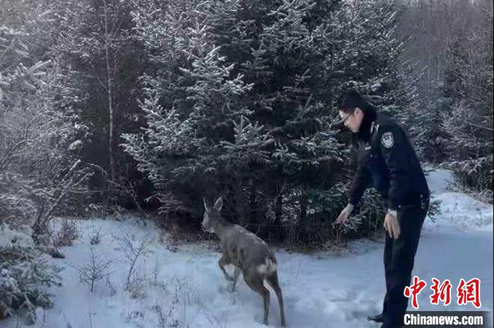 青海大通森林警察救助兩(liang) 隻野生動物