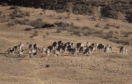 200多隻岩羊巡山祁連山成野生動物天堂