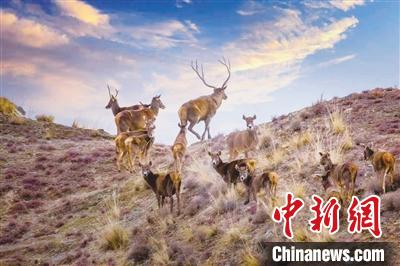 柴達木盆地生態環境狀況趨於(yu) 向好