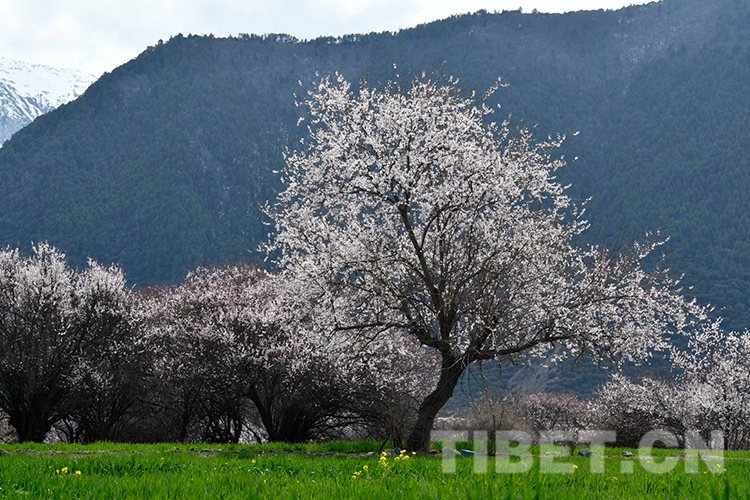 林芝雅魯藏布大峽穀景區桃花盛開攝影：王媛媛.jpg
