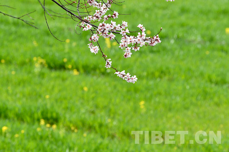 林芝雅魯藏布大峽穀景區桃花盛開（資料圖）攝影：王媛媛.jpg