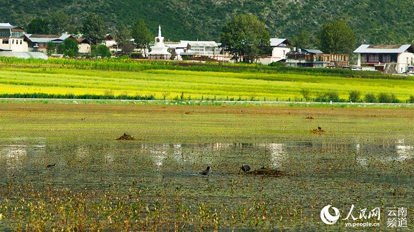 納帕海成為(wei) 鳥類遷徙停留地。呂昊辰攝