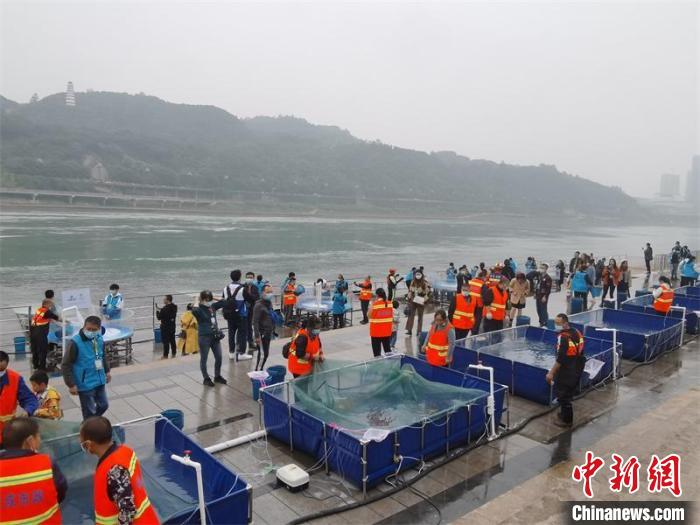 30萬(wan) 尾長江上遊珍稀特有魚類魚苗將陸續放流長江
