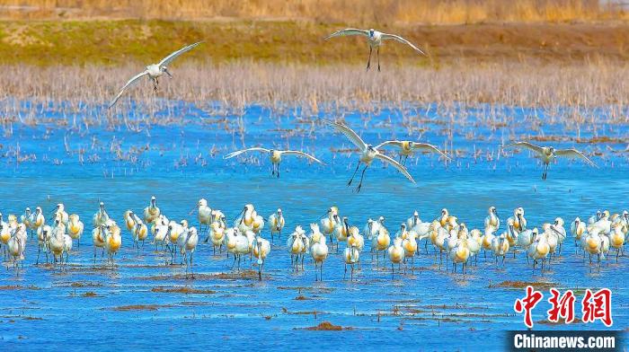 沿海濕地，鳥類天堂。　鹽城市委宣傳(chuan) 部供圖