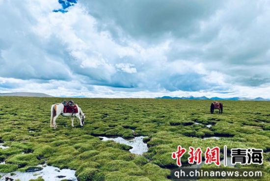 圖為(wei) 長江南源沼澤濕地。李江寧攝
