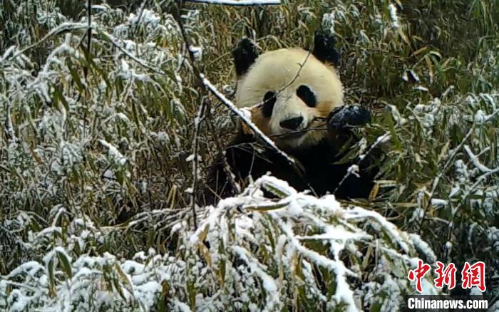 四川寶興(xing) ：野生動物影像“大集合”