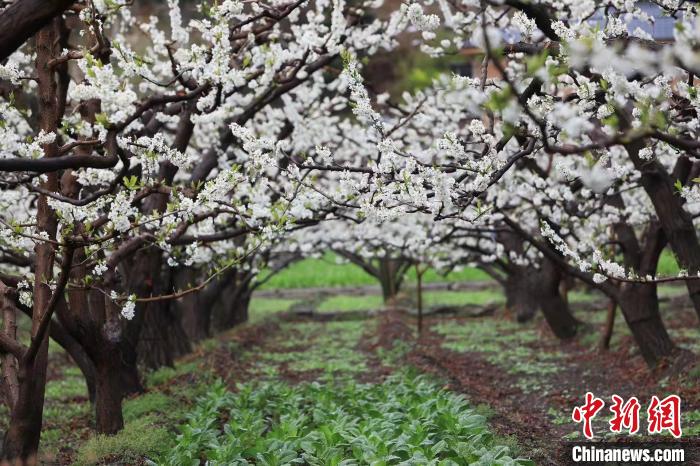四川茂縣：8萬(wan) 餘(yu) 畝(mu) 李花盛開美如畫