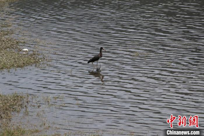 青海南門峽：國家一級保護動物黑鸛時隔兩(liang) 年重返舊巢