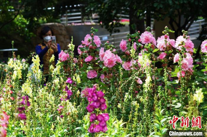 圖為(wei) 市民在西寧園林植物園內(nei) 賞花拍照。　馬銘言 攝