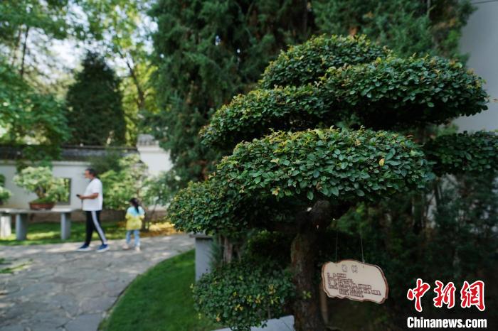 圖為(wei) 在西寧園林植物園內(nei) ，造型奇特的盆景吸引市民。　馬銘言 攝