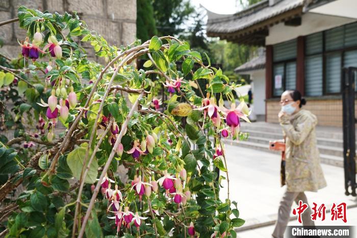 圖為(wei) 市民在西寧園林植物園內(nei) 觀賞花卉。　馬銘言 攝
