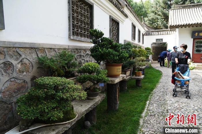 圖為(wei) 市民在西寧園林植物園內(nei) 觀賞盆景。　馬銘言 攝