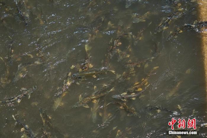 資料圖：圖為今年5月底到8月初，青海湟魚洄遊產卵 馬銘言攝