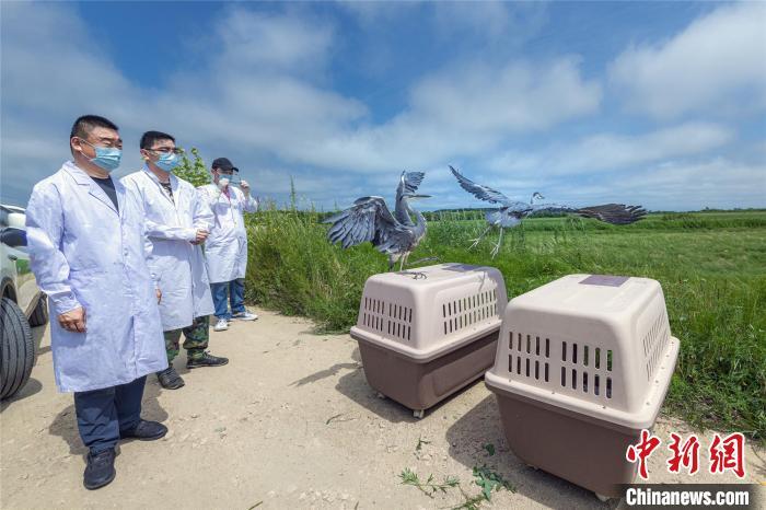 資料圖：圖為(wei) 今年8月興(xing) 凱湖國家級自然保護區管理局放飛救助的兩(liang) 隻蒼鷺 宋傳(chuan) 軍(jun)  攝