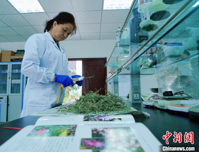 圖為(wei) 張錦梅在實驗室工作。　馬銘言 攝