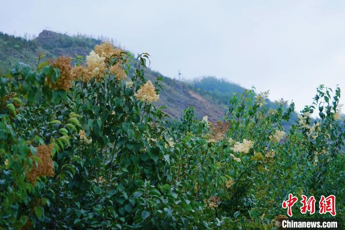 圖為(wei) 西寧北山上的丁香樹。　馬銘言 攝