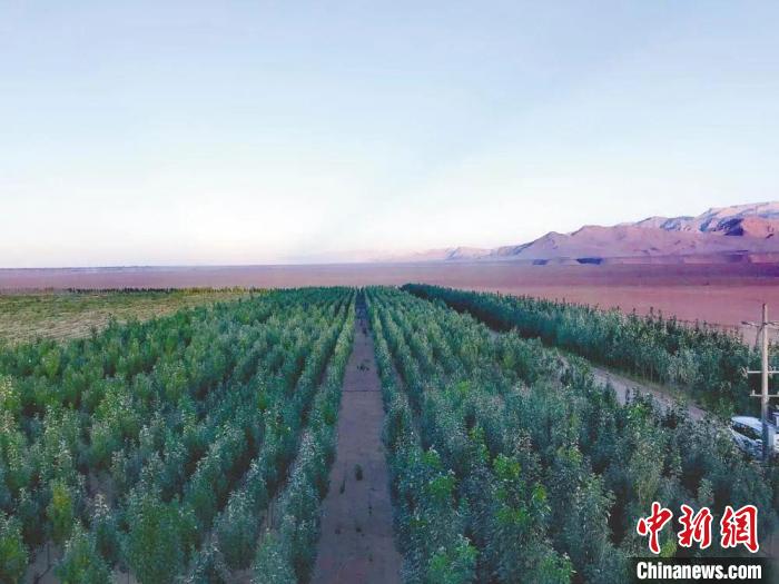 圖為(wei) 格爾木境內(nei) 種植的綠樹。　格爾木融媒體(ti) 中心供圖