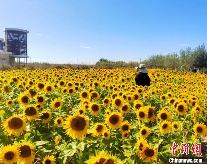 圖為(wei) 格爾木境內(nei) 的向日葵花海。　格爾木融媒體(ti) 中心供圖