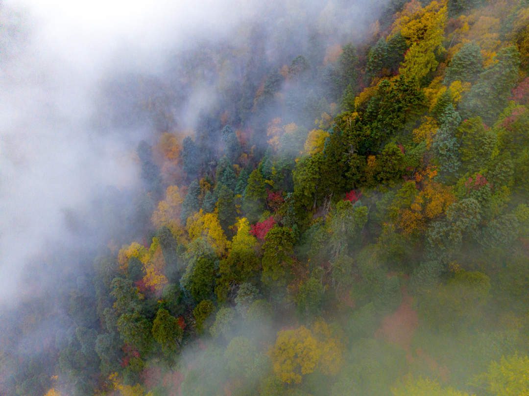 雲(yun) 纏霧繞，層林盡染。
