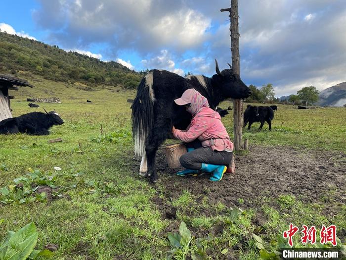 圖為(wei) 9月27日早晨牧民擠犛牛奶。 <a target='_blank' href='https://www.easyfundingllc.com/'><p  align=