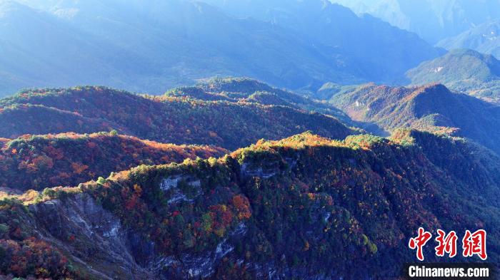 四川巴山大峽穀彩林迎來最佳觀賞期