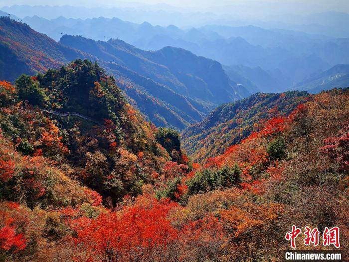 巴山大峽穀漫天紅葉。　張平 攝
