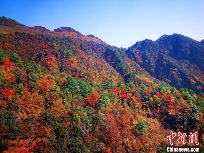 巴山大峽穀漫天紅葉。　張平 攝