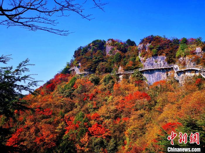 巴山大峽穀漫天紅葉。　張平 攝
