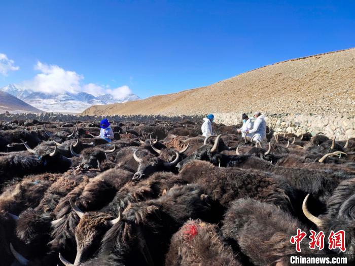 青海探索犛牛寄生蟲病低殘留防治保障綠色畜產品輸出