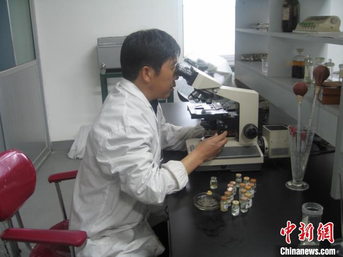 資料圖為(wei) 研究團隊進行實驗室寄生蟲分類鑒定。　 青海省畜牧獸(shou) 醫科學院供圖