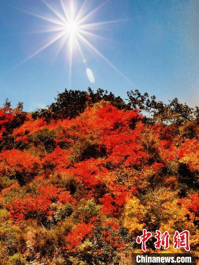 萬(wan) 源市紅葉似火。　朱平安 攝