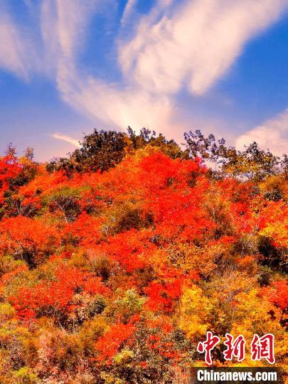 萬(wan) 源深秋紅葉似火。　朱平安 　攝