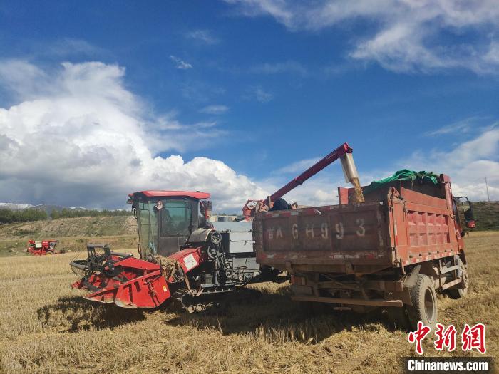 青海2022年糧食作物總產(chan) 將達110萬(wan) 噸以上