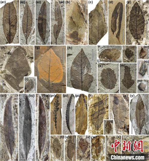 中始新世熱魯化石植物群(4500萬(wan) –4000萬(wan) 年前)。　中科院青藏高原所 供圖