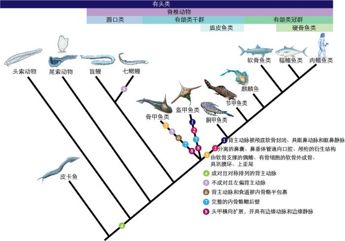 一些關(guan) 鍵特征在脊索動物中的演化。　孟馨媛 繪圖 攝