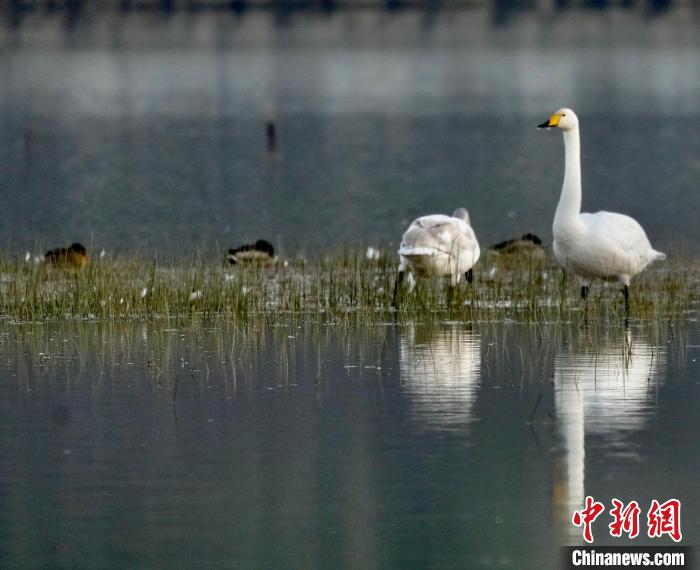 圖為(wei) 一隻大天鵝四處張望。　李玉峰 攝