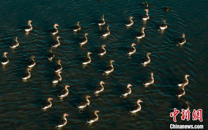 圖為(wei) 湖中的野生鳥類。　何啟金 攝