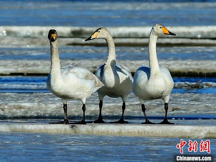 圖為(wei) 三隻天鵝在湖麵上曬太陽。　何啟金 攝