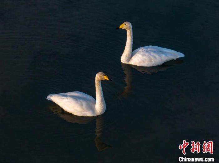 圖為(wei) 兩(liang) 隻天鵝在湖中遊蕩。　何啟金 攝