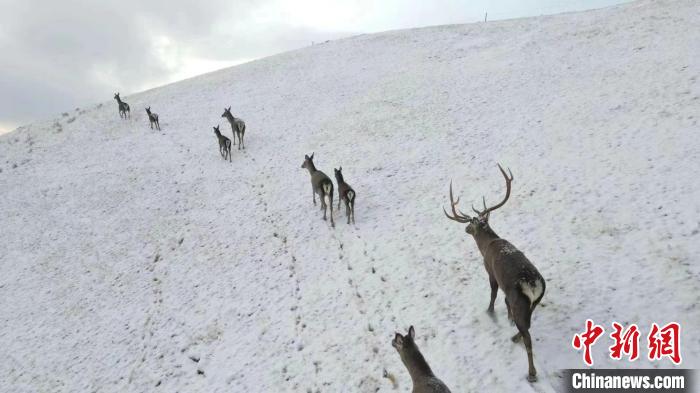 圖為(wei) 馬鹿群在雪地裏行走。　才仁 攝