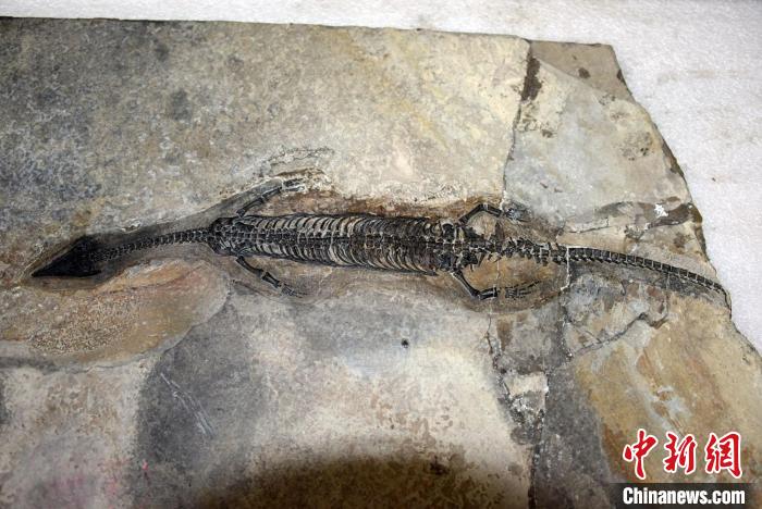 尖嘴長吻像蜥蜴中國發現2.44億(yi) 年前海生爬行動物“奇異羅平龍”