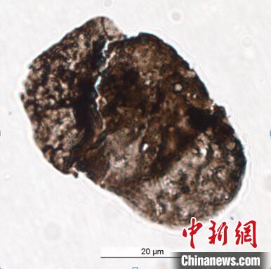 中外科研人員通過“防曬霜”揭秘2.52億(yi) 年前生物大滅絕