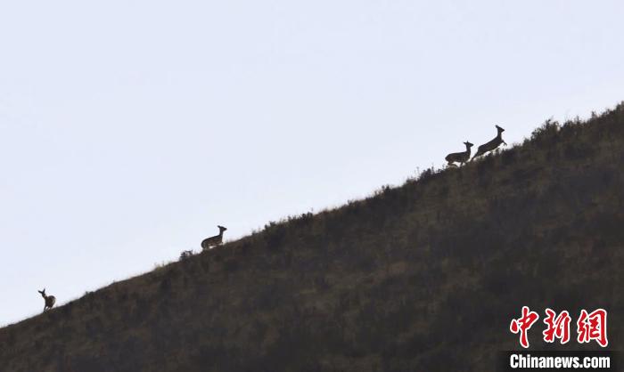 圖為(wei) 麅鹿在山坡上漫步。　才項南加 攝