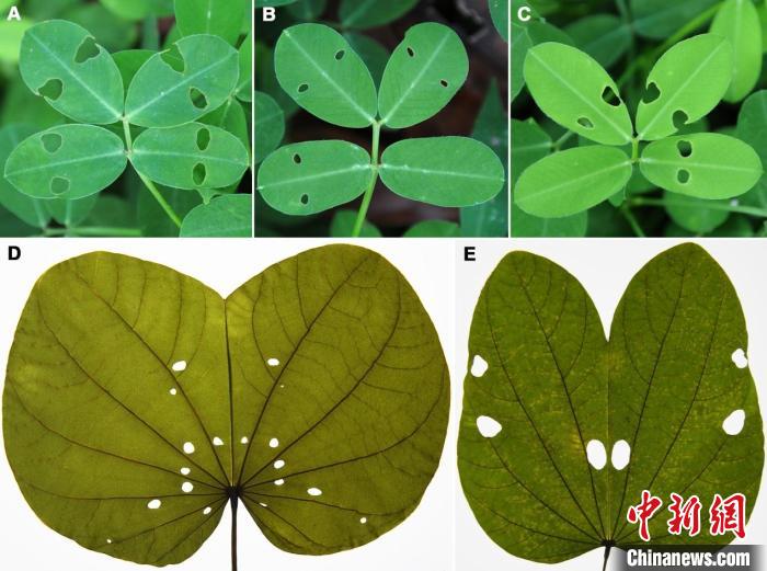 圖為(wei) 現生植物葉片在夜晚合攏後被咬出的“蟲眼” 雲(yun) 南大學古生物研究院供圖