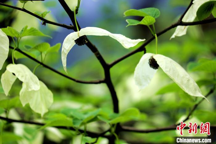 兩(liang) 片潔白的花瓣隨風搖曳就像飛翔的白鴿。　呂楊 攝