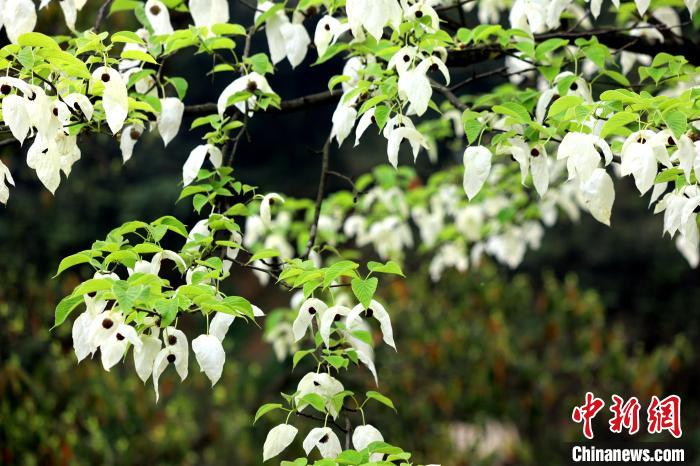 珙桐樹含芳吐豔，其白色的花形如飛鴿展翅，整樹猶如群鴿棲息，被稱為(wei) “鴿子花”。　呂楊 攝